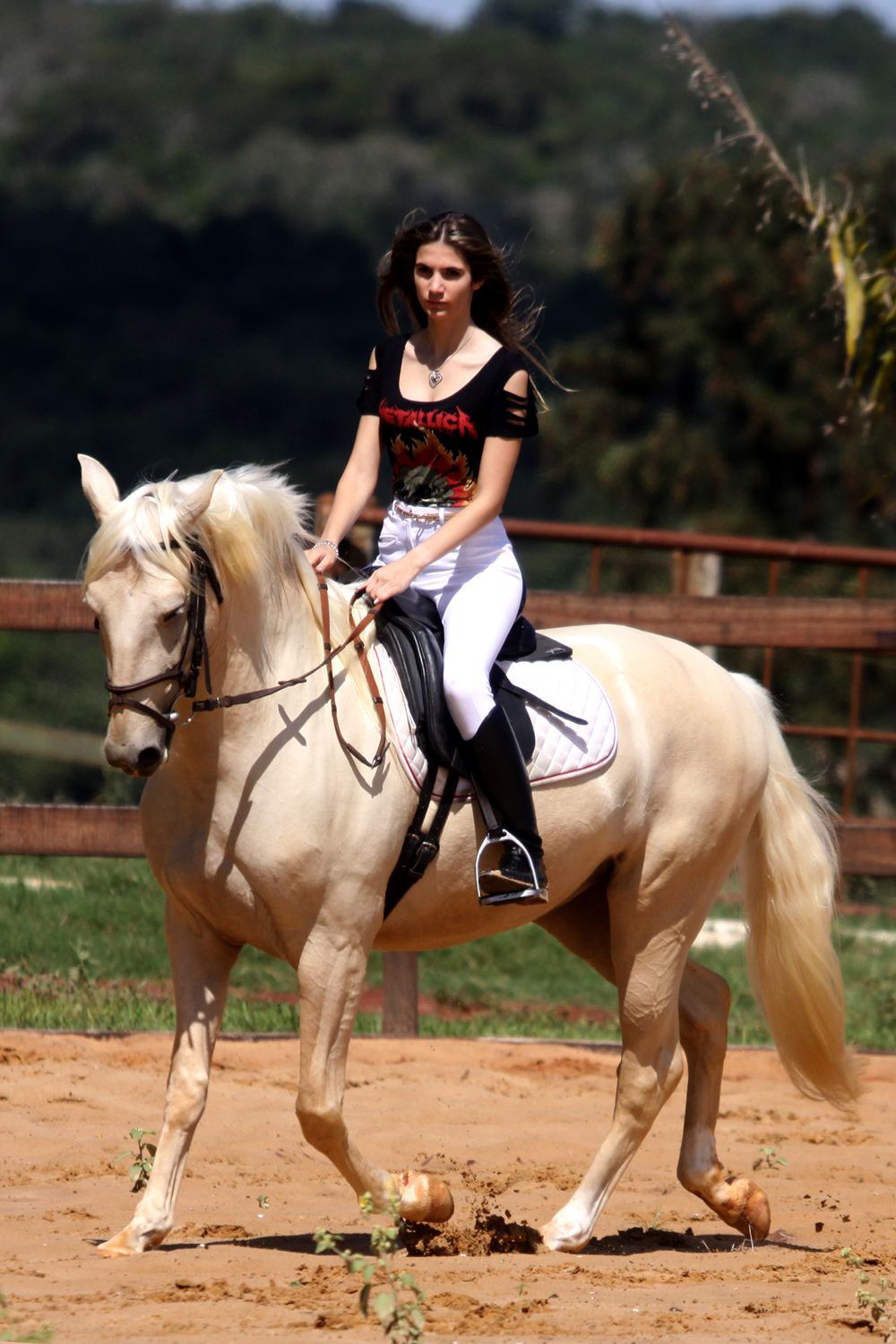 venda de cavalo lusitano palomino