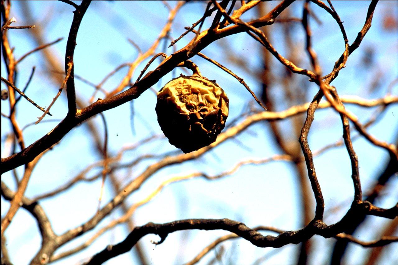 A Natureza de Krajcberg30.jpg