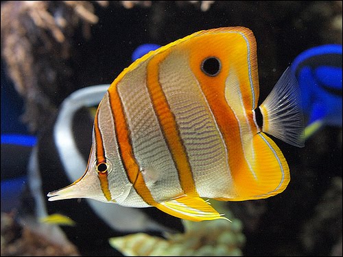 copperband-butterflyfish3.jpg
