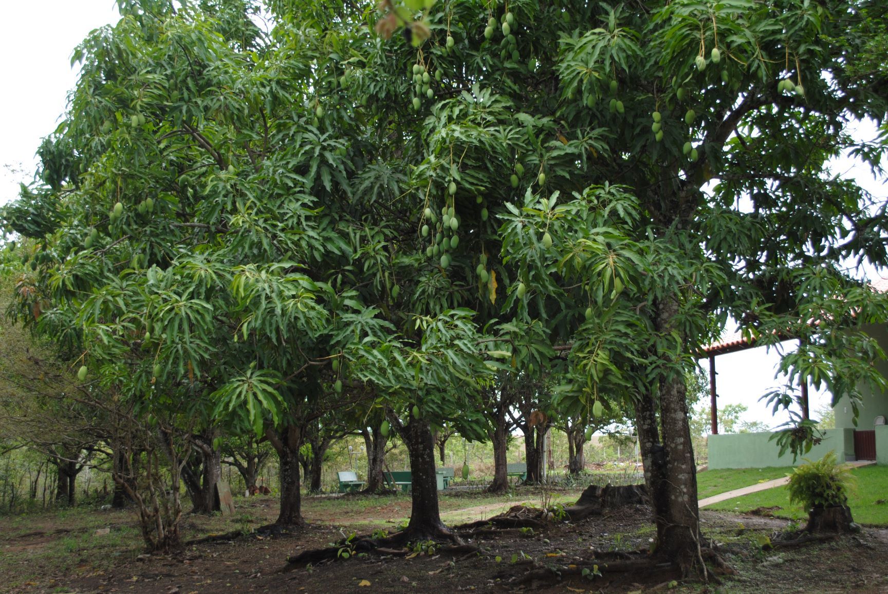 dsc_0149 manga tam medio.jpg