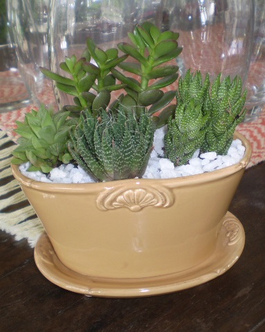 Mini_Suculentas.JPG