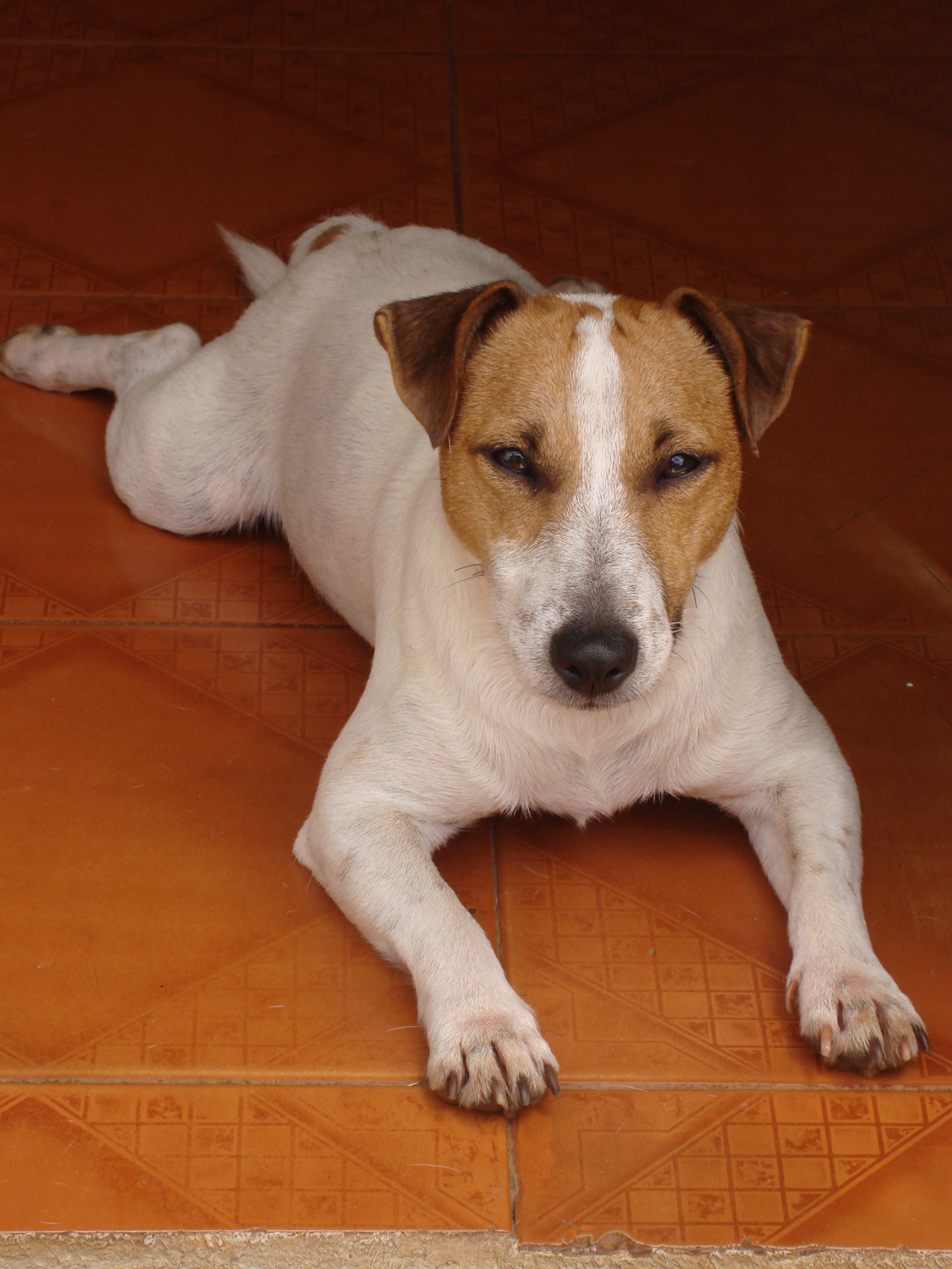 Aussie 5 - DSC05277.JPG