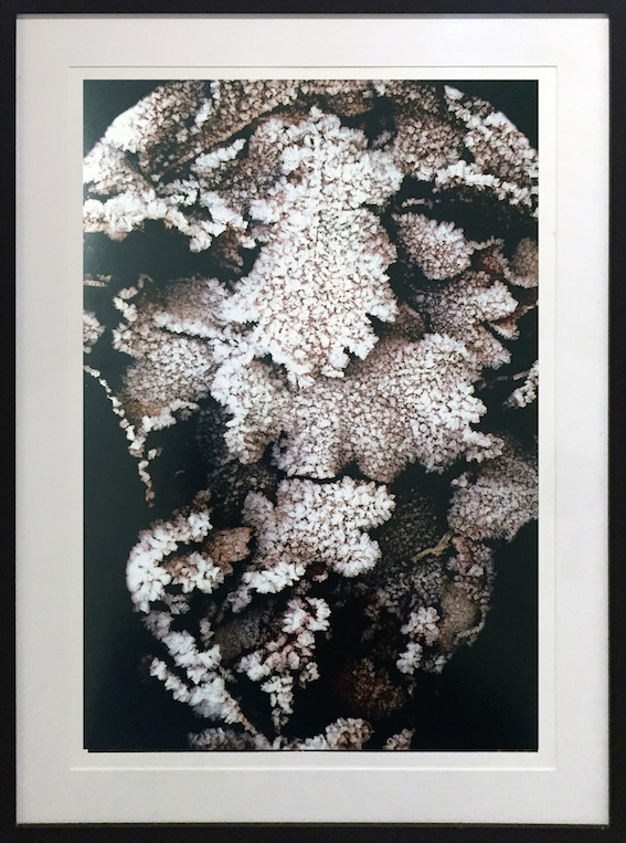 Claude Mollard Fotografia 2007 101x75 Bagatelle 2.jpg