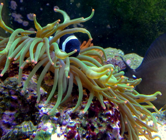 Bubble Green Orange tips.jpg