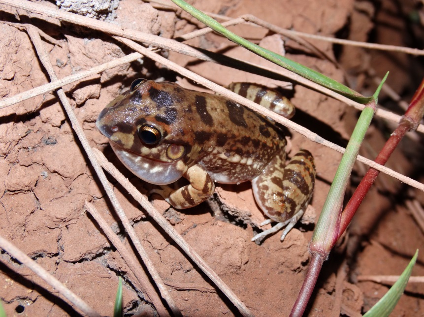 Leptodactylus_troglodytes.jpg