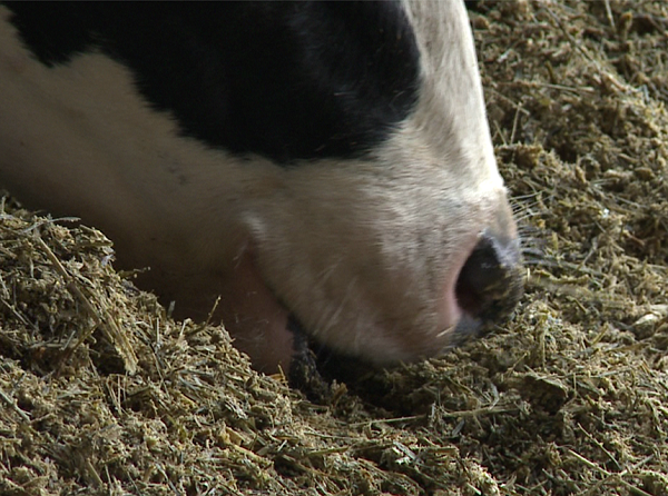 Cons nutricional (1).png