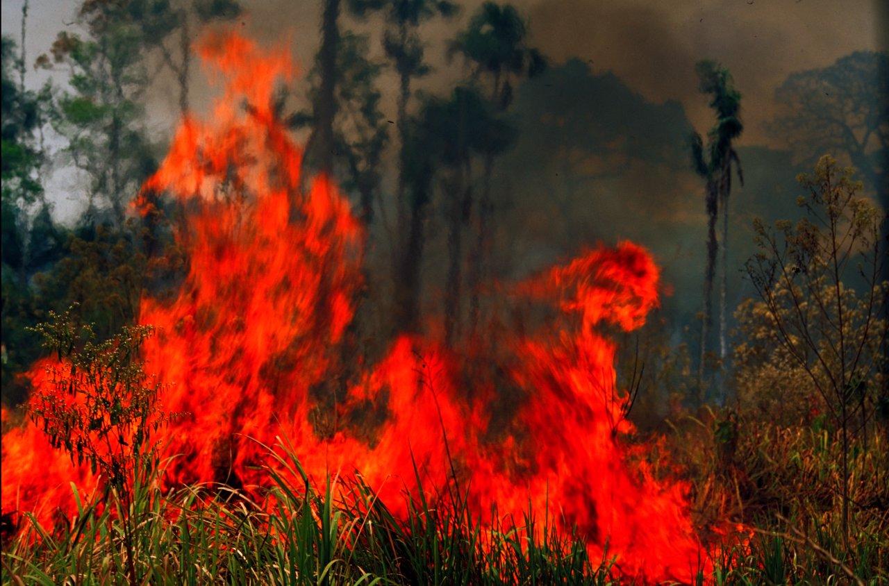 A Natureza de Krajcberg7.jpg