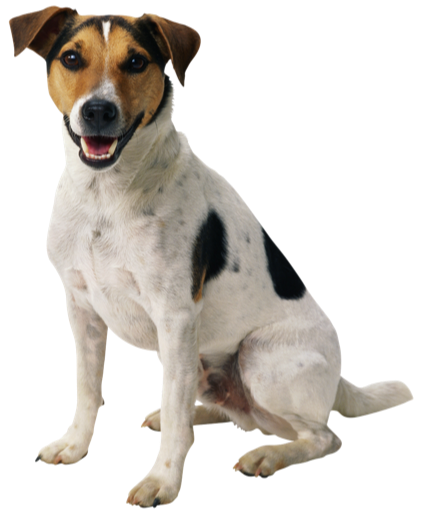 Dog-PNG-8.png