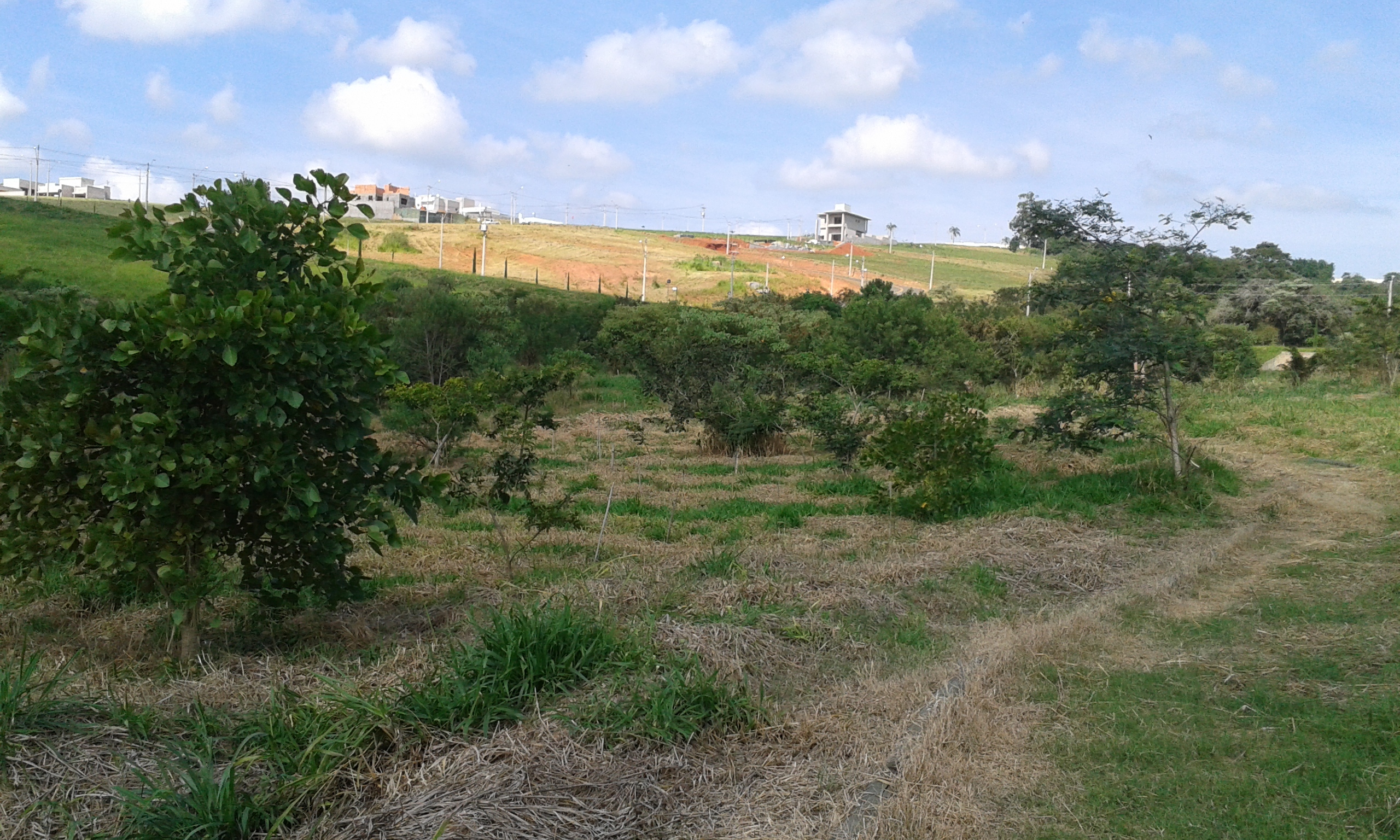 Acompanhamento de Plantio - Biocon Ambiental