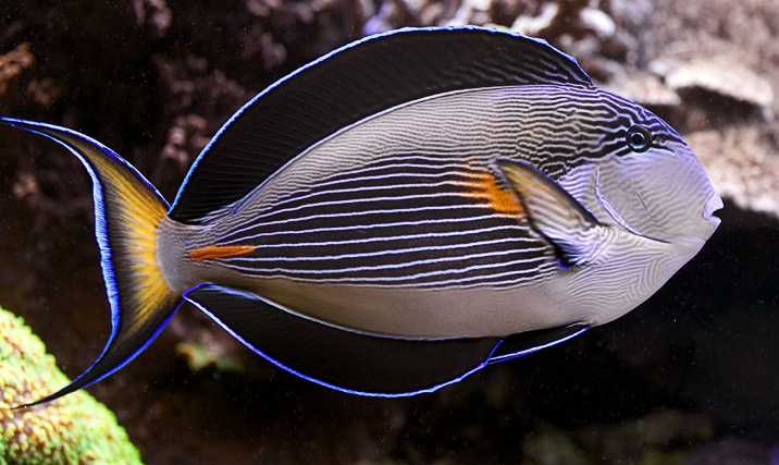 Acanthuros Sohal tang.png