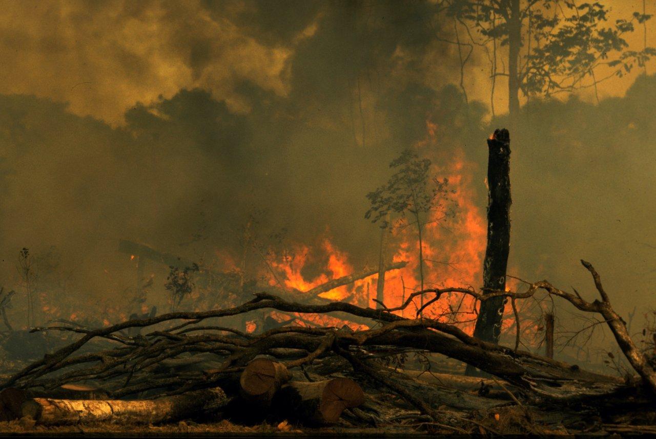 A Natureza de Krajcberg10.jpg