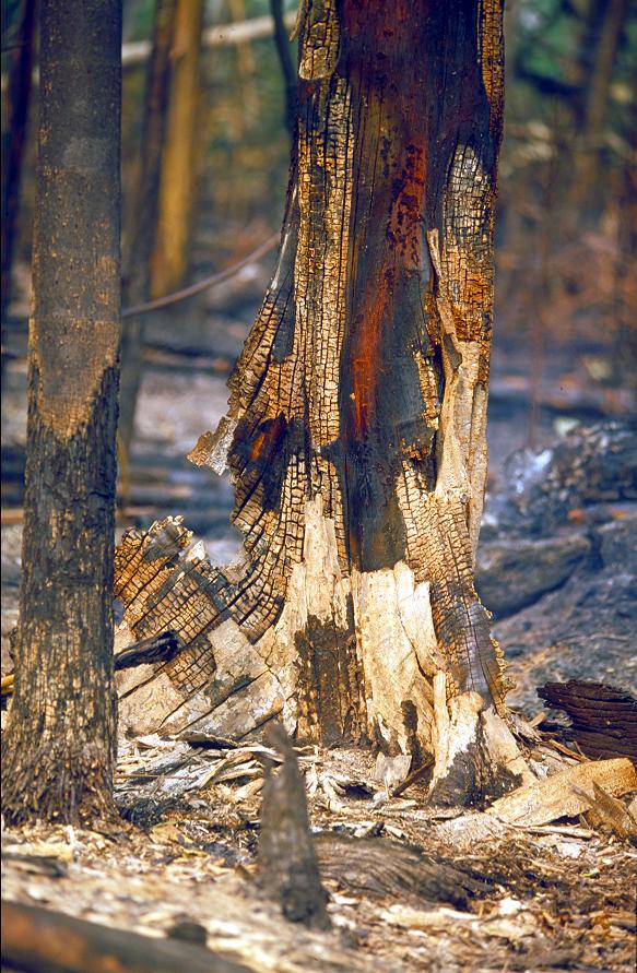 A Natureza de Krajcberg20.JPG