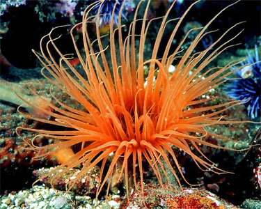 Cerianthus Orange.jpg