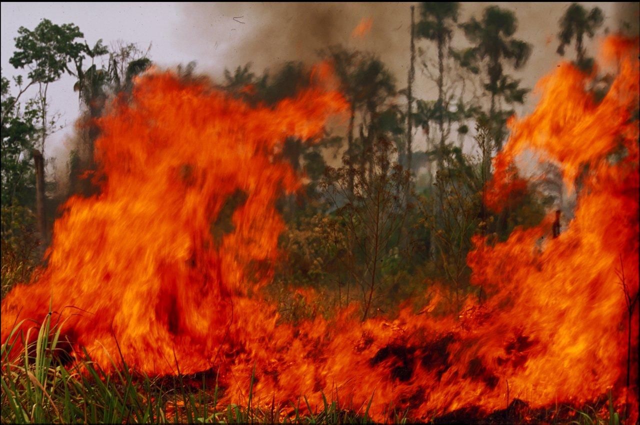 A Natureza de Krajcberg4.jpg