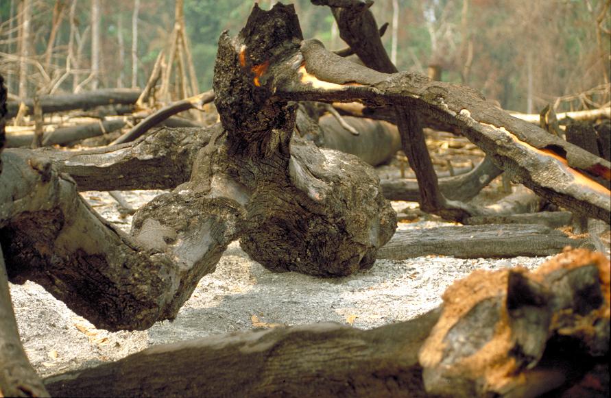 A Natureza de Krajcberg29.JPG