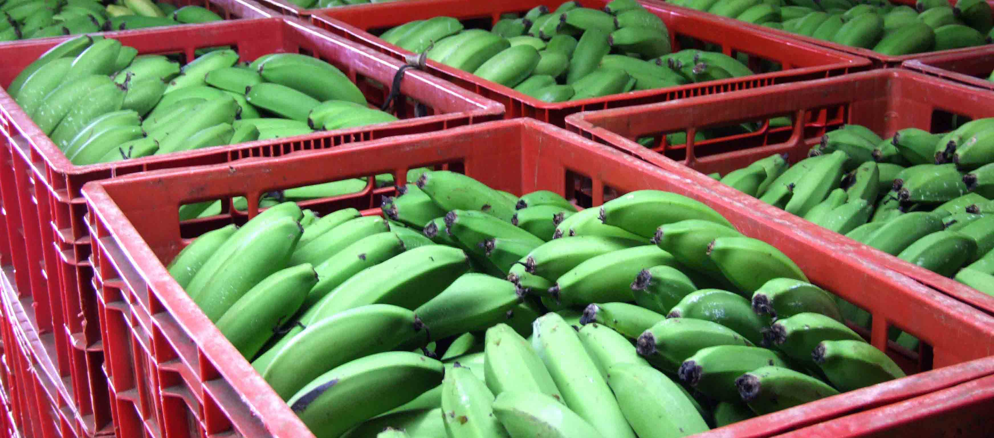 banana_qualidade_votoban