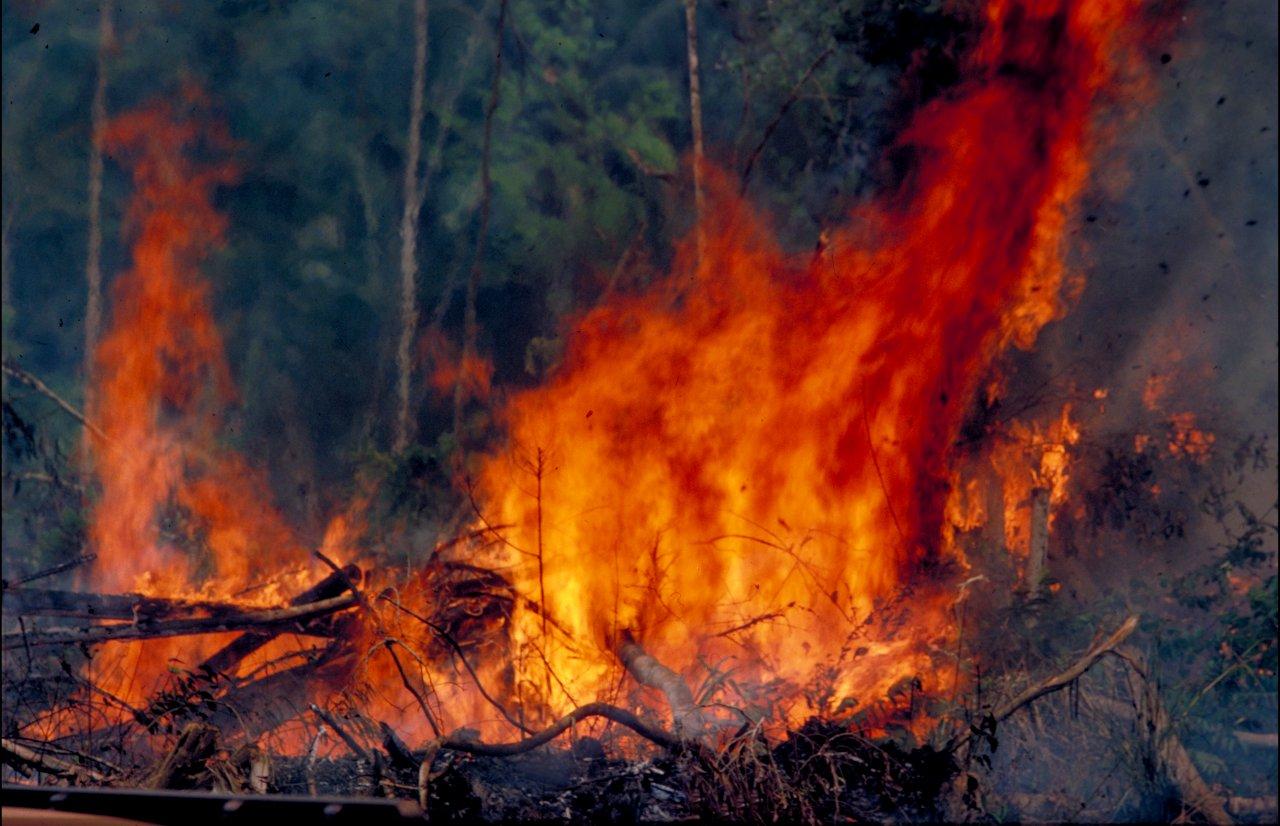 A Natureza de Krajcberg8.jpg