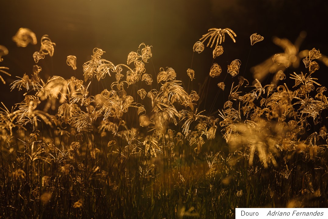 ADRIANO FERNANDES.jpg