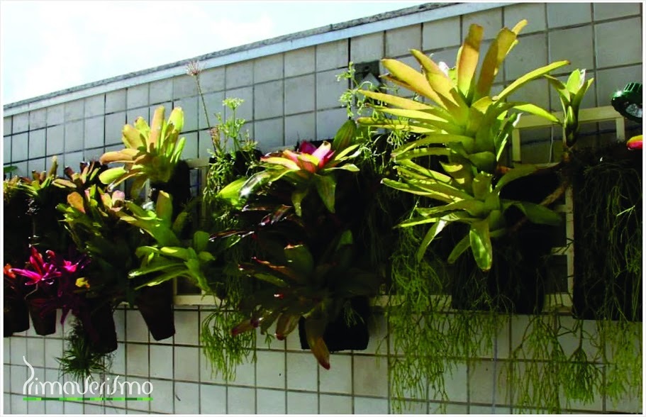 Bromélias suspensas.jpg