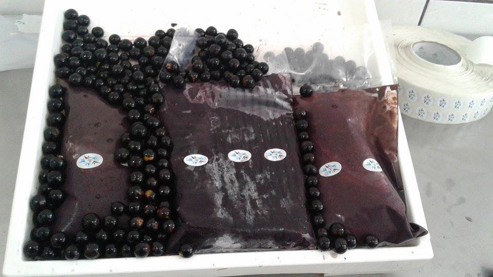 Imag Process Juçara 2016 (0).jpg