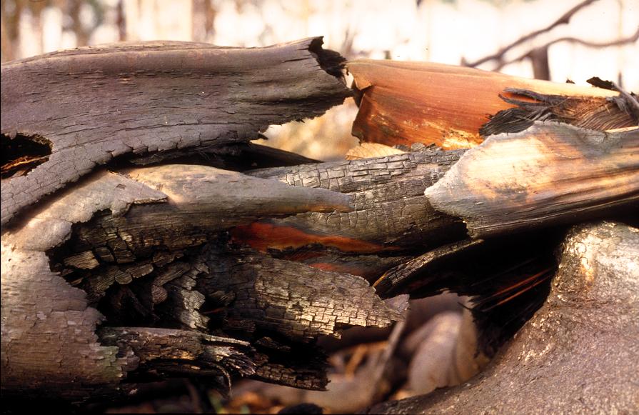 A Natureza de Krajcberg21.JPG