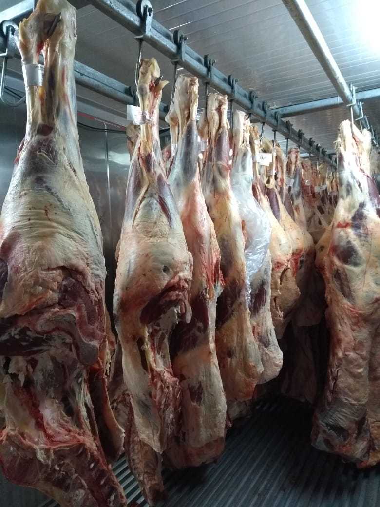 Navefrigo carnes; boi; boi inteiro; navefrigo