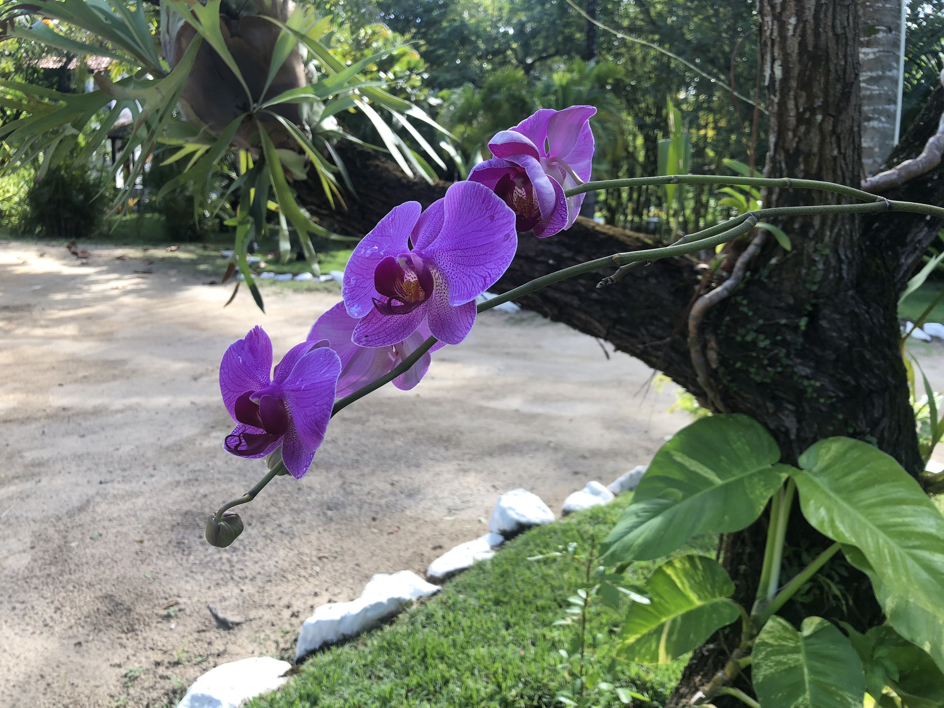 orquidea.jpg