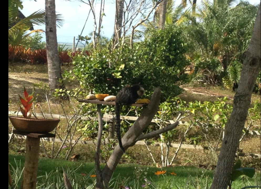 Captura de tela 2018-03-15 17.31.44.png