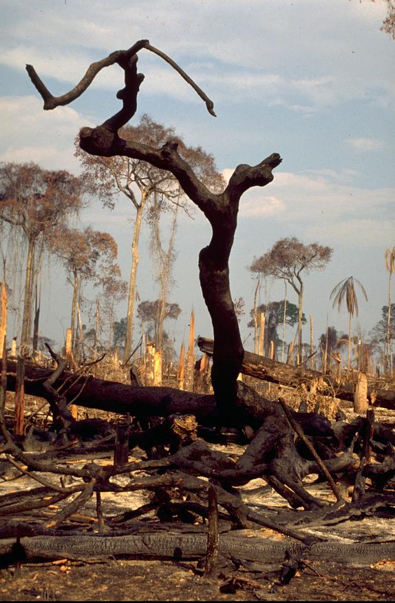 A Natureza de Krajcberg24.JPG