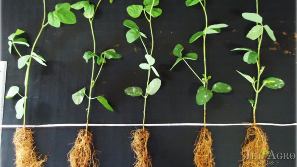 Casa de Vegetacao 02.jpg