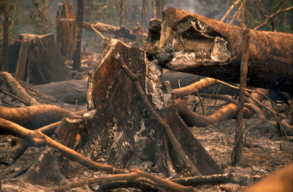 A Natureza de Krajcberg23.JPG