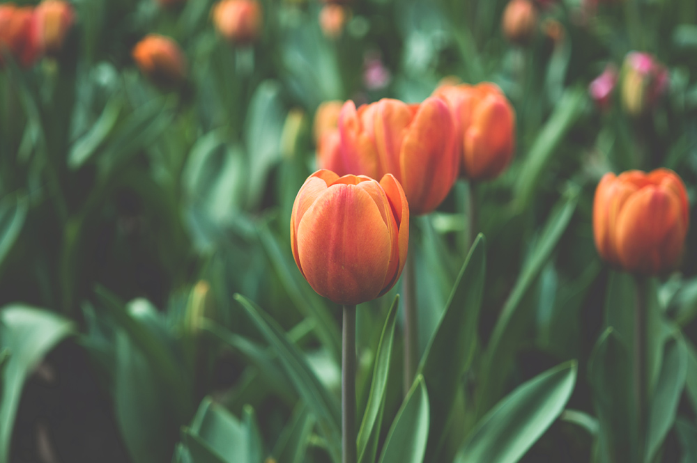 flores-jardim.jpg