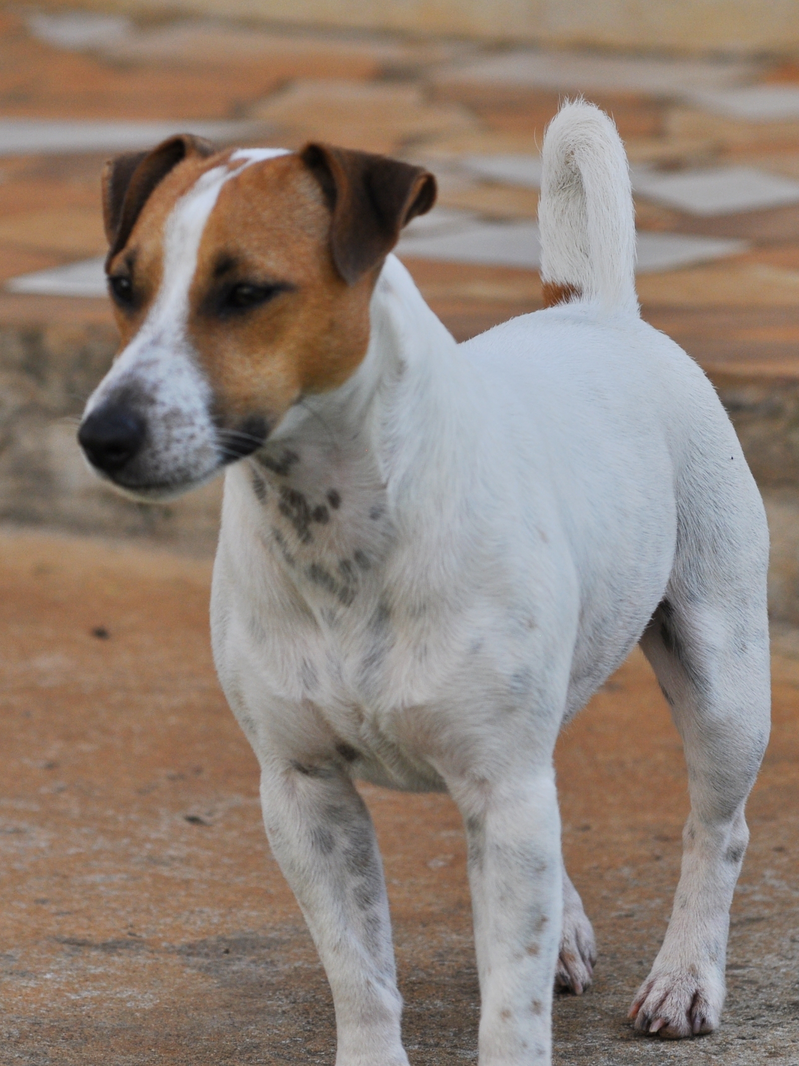 Aussie 6 - DSC_0482 site.jpg