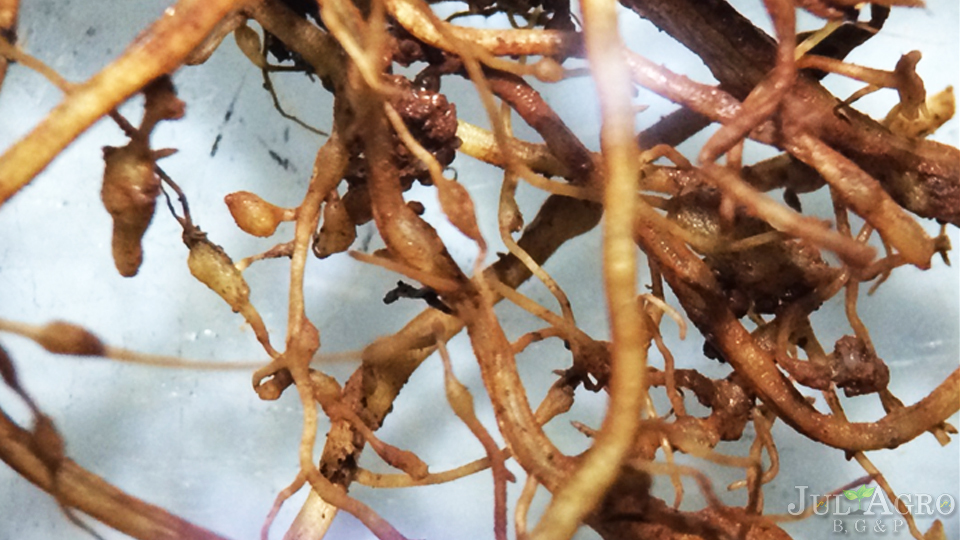 Casa de Vegetacao 01.jpg