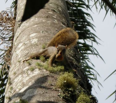 Esquilo3_018.jpg