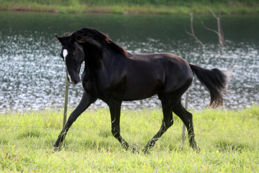 venda de cavalo lusitano preto
