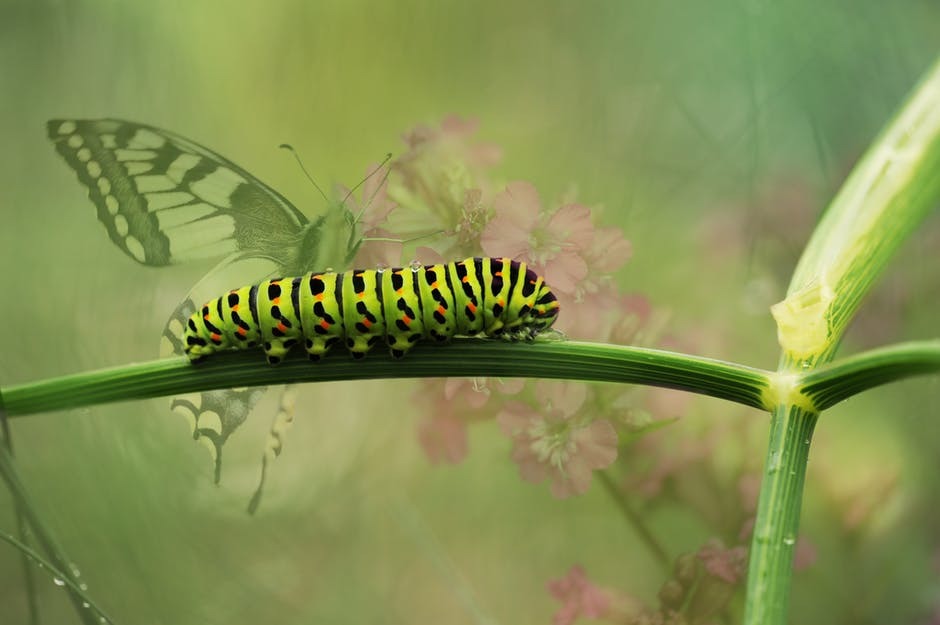 dovetail-butterfly-garden-insect-162311 (1).jpg