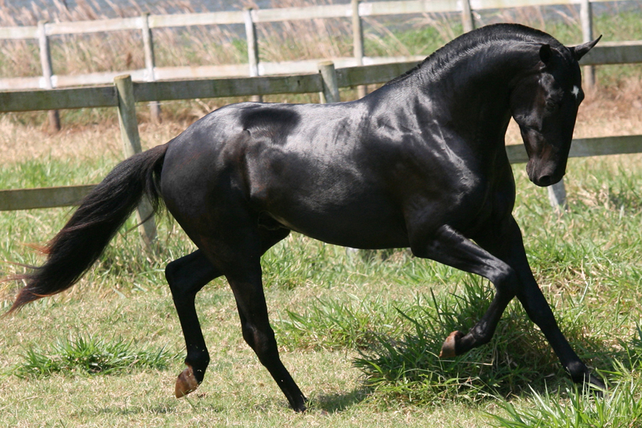 cavalo lusitano preto