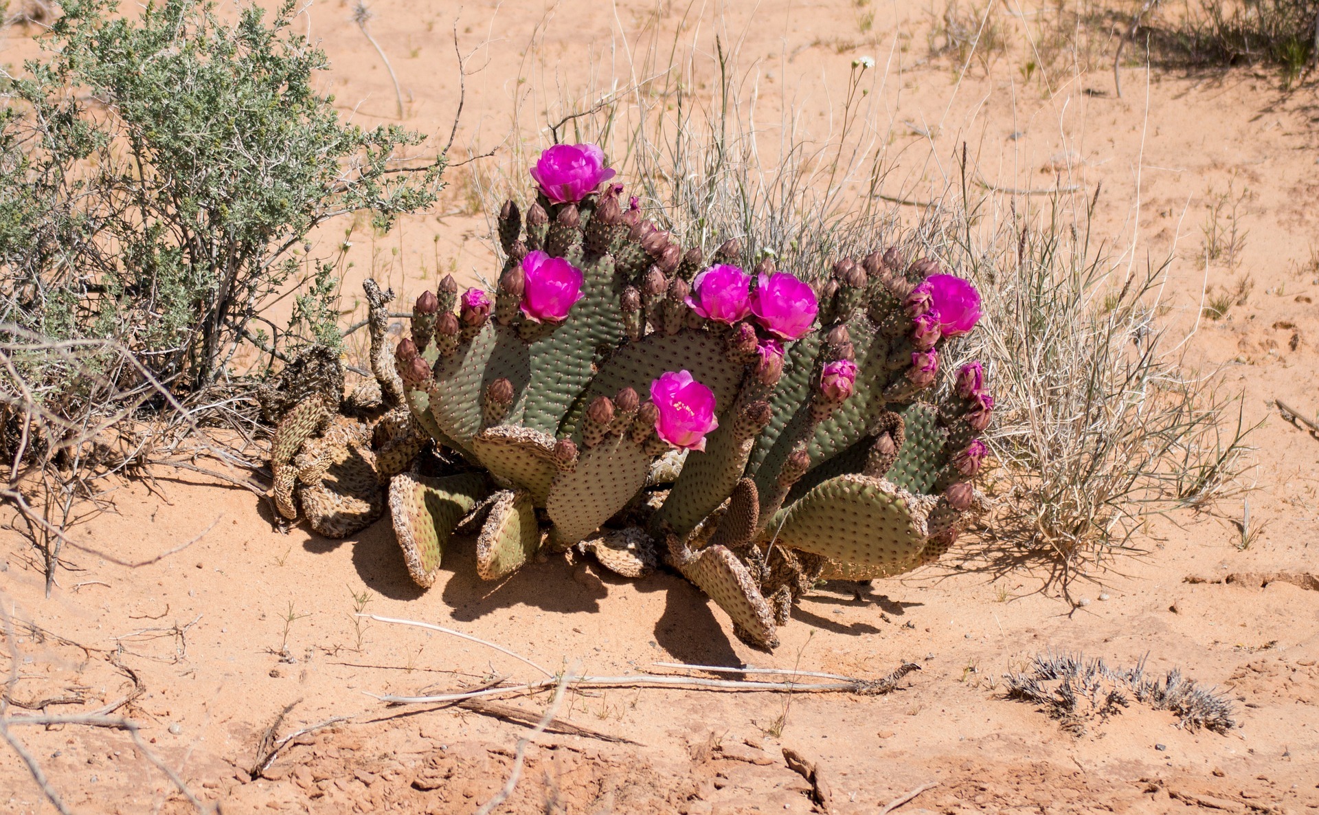 desert-flower-301783_1920.jpg