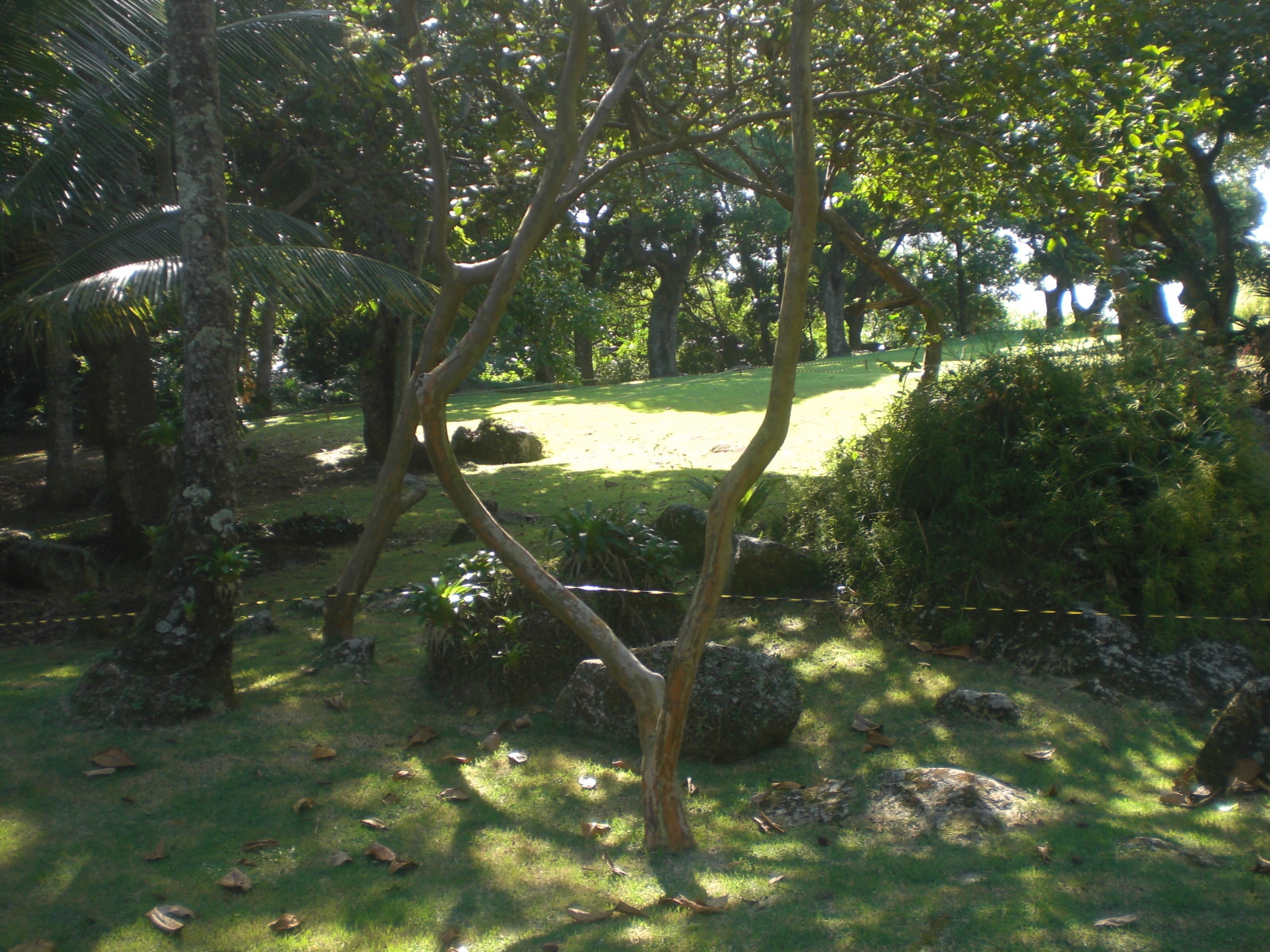 Levantamento Arbóreo - Biocon Ambiental