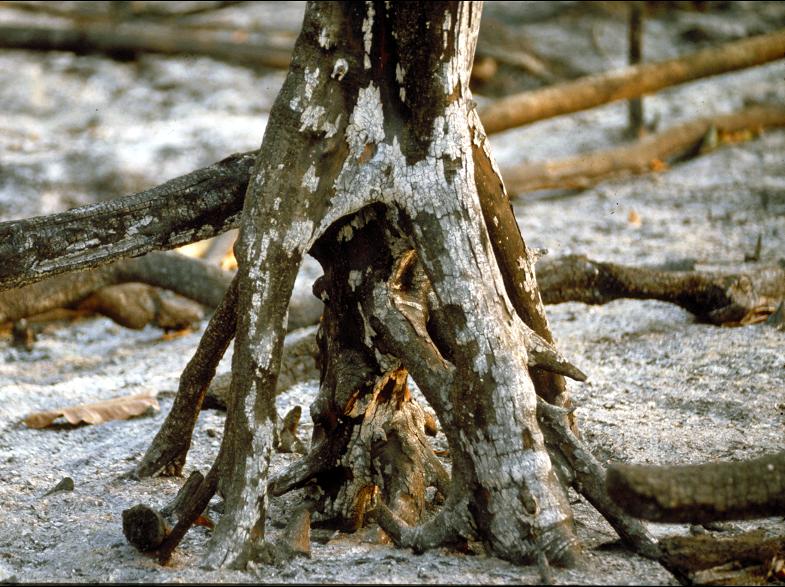 A Natureza de Krajcberg28.JPG