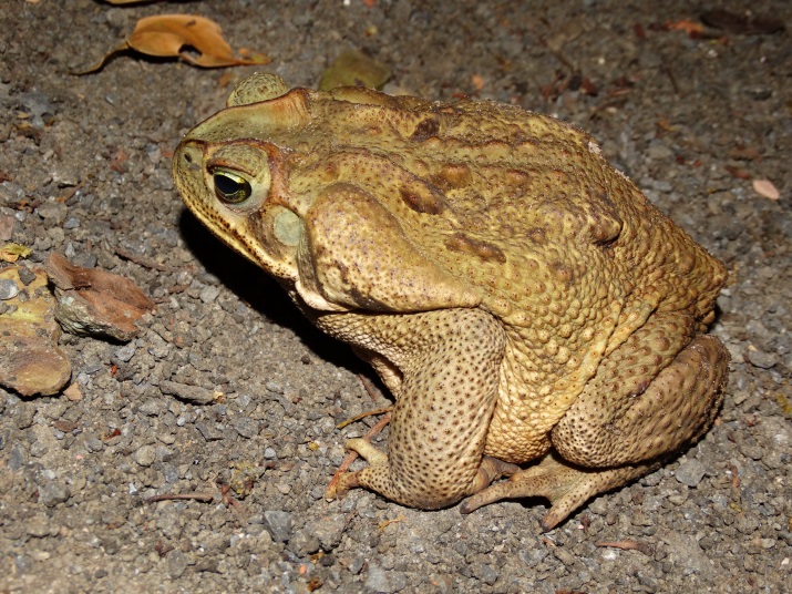 Rhinella_schneideri.jpg