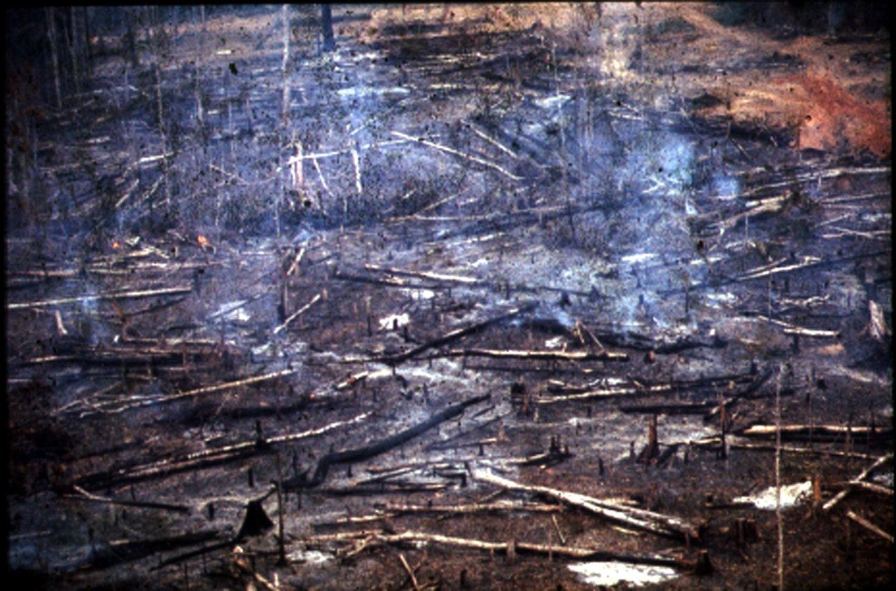 A Natureza de Krajcberg25.jpg