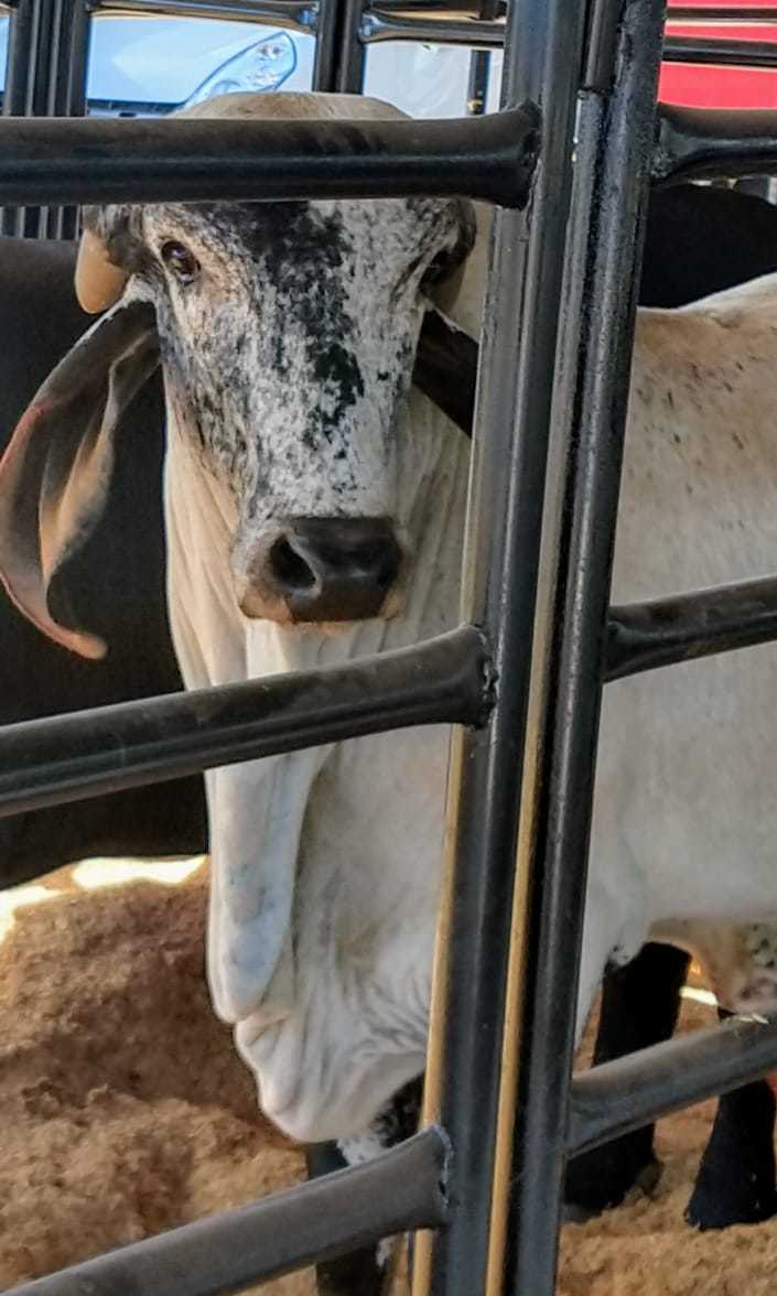 WhatsApp Image 2018-07-11 at 16.48.50 (5).jpeg