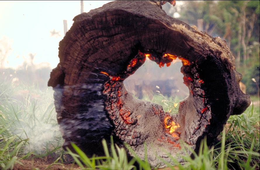 A Natureza de Krajcberg17.JPG