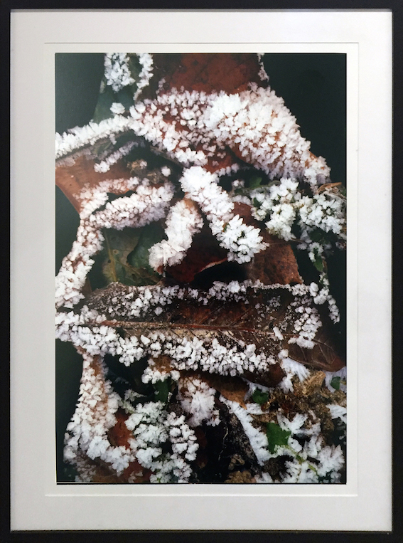 Claude Mollard Fotografia 2007 101x75 Bagatelle 1.jpg