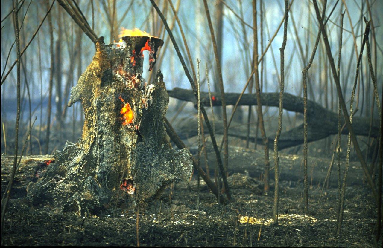 A Natureza de Krajcberg12.jpg