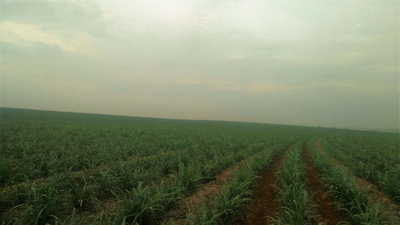 Cana Baggio 2meses.jpg