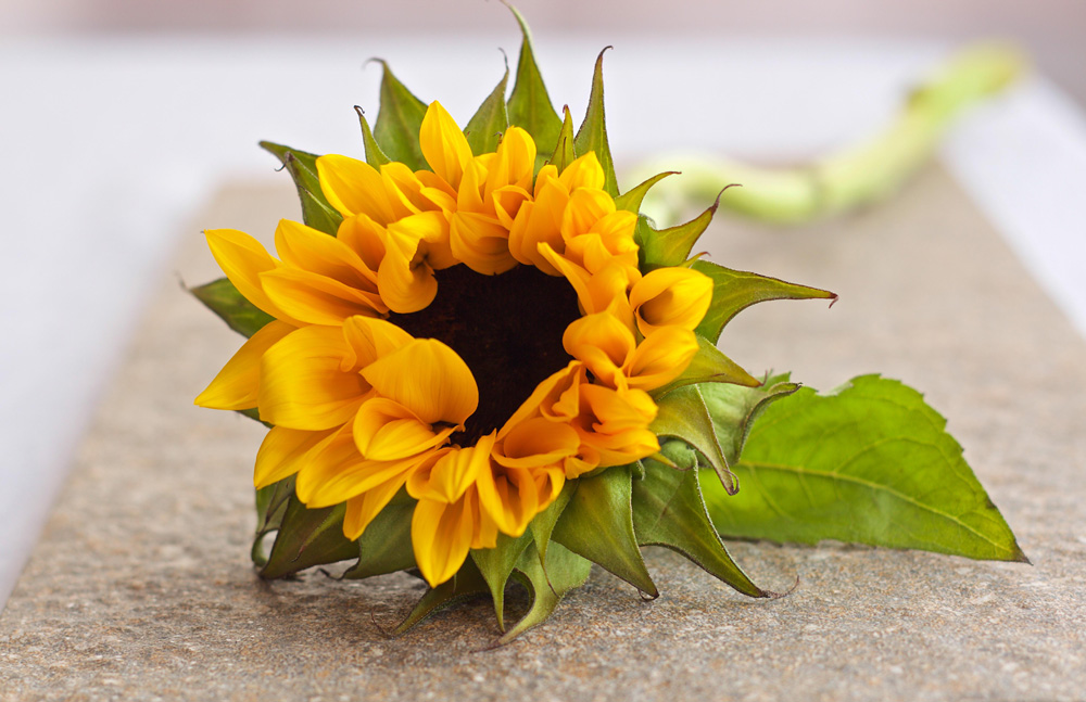 flor-amarela-girassol.jpg