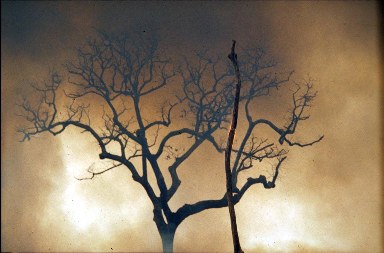 A Natureza de Krajcberg13.jpg